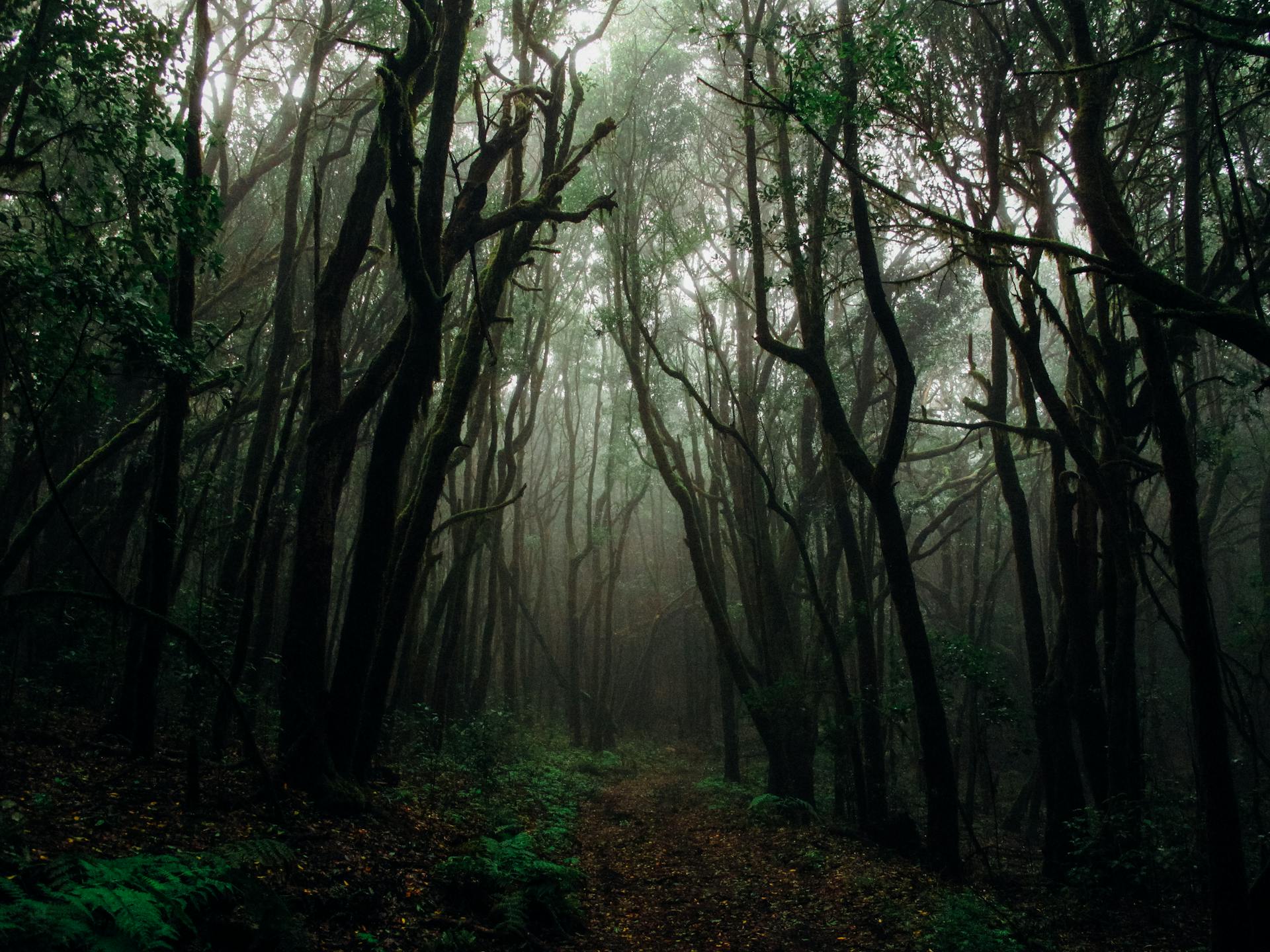 Rừng, rừng cây, cây, u ám, forest, trees, gloomy, dark-Francesco Ungaro
