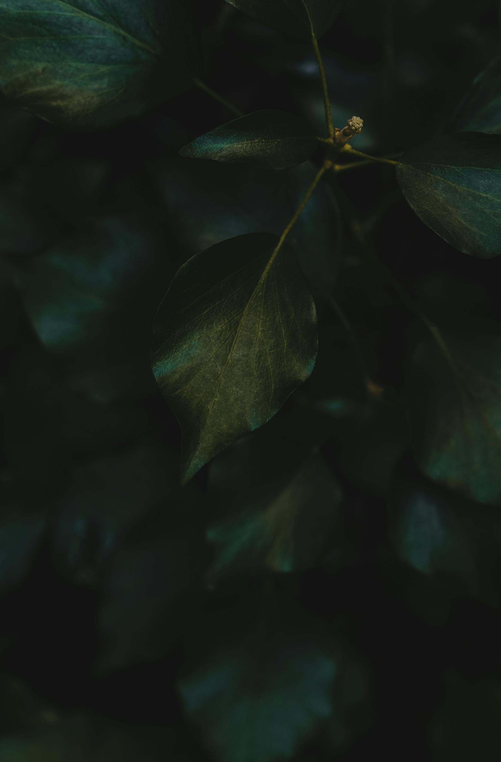 Lá cây, lá, bụi cây, tối, leaves, dark, bush- Fredrik Solli Wandem 1