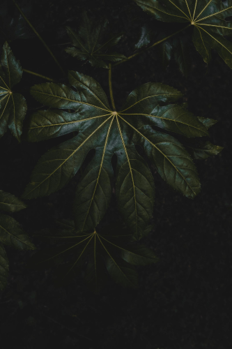 Lá cây, lá, bụi cây, tối, leaves, dark, bush- Fredrik Solli Wandem
