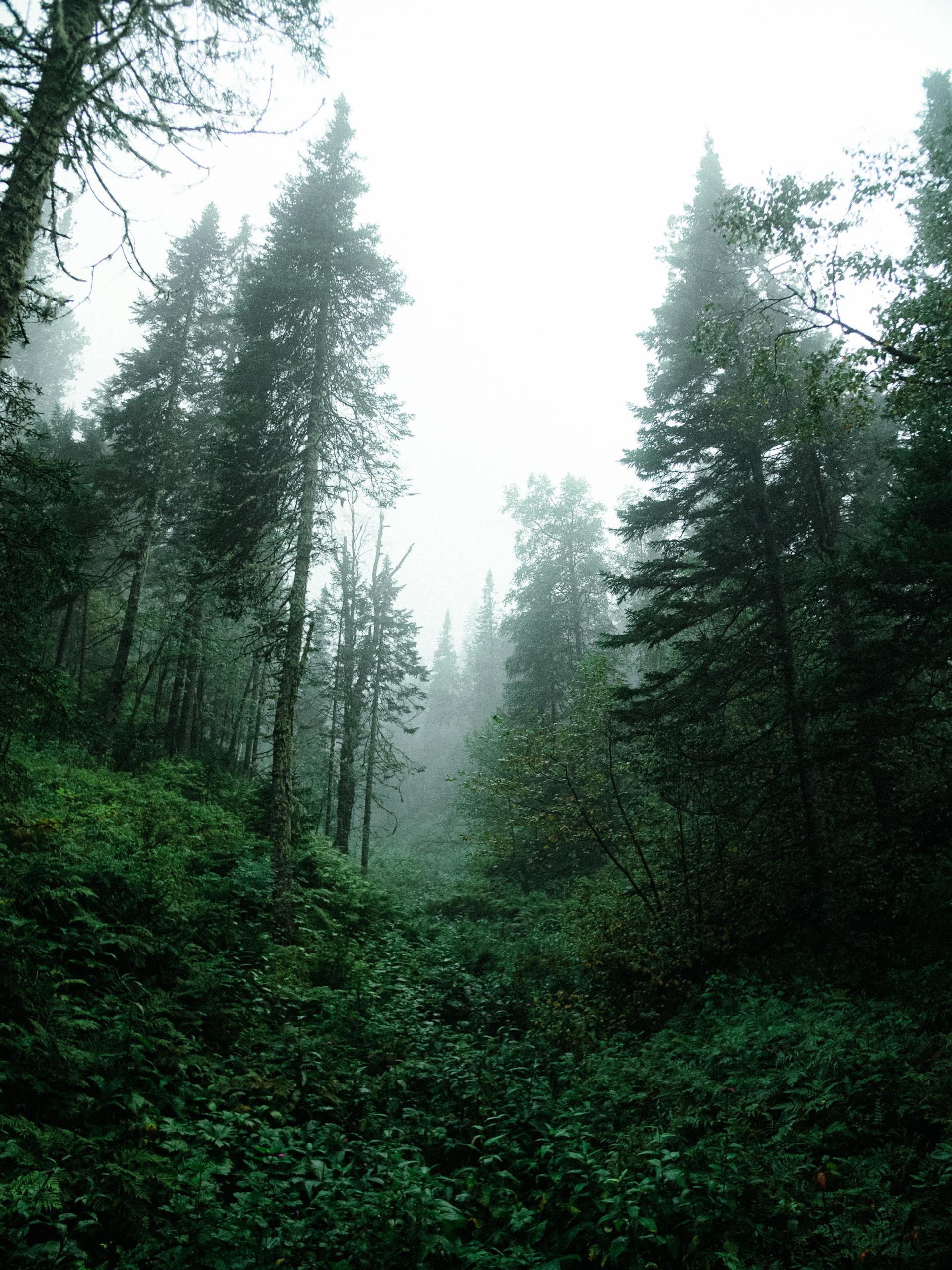 Rừng, rừng cây, cây, u ám, forest, trees, gloomy, dark-George Kascheev