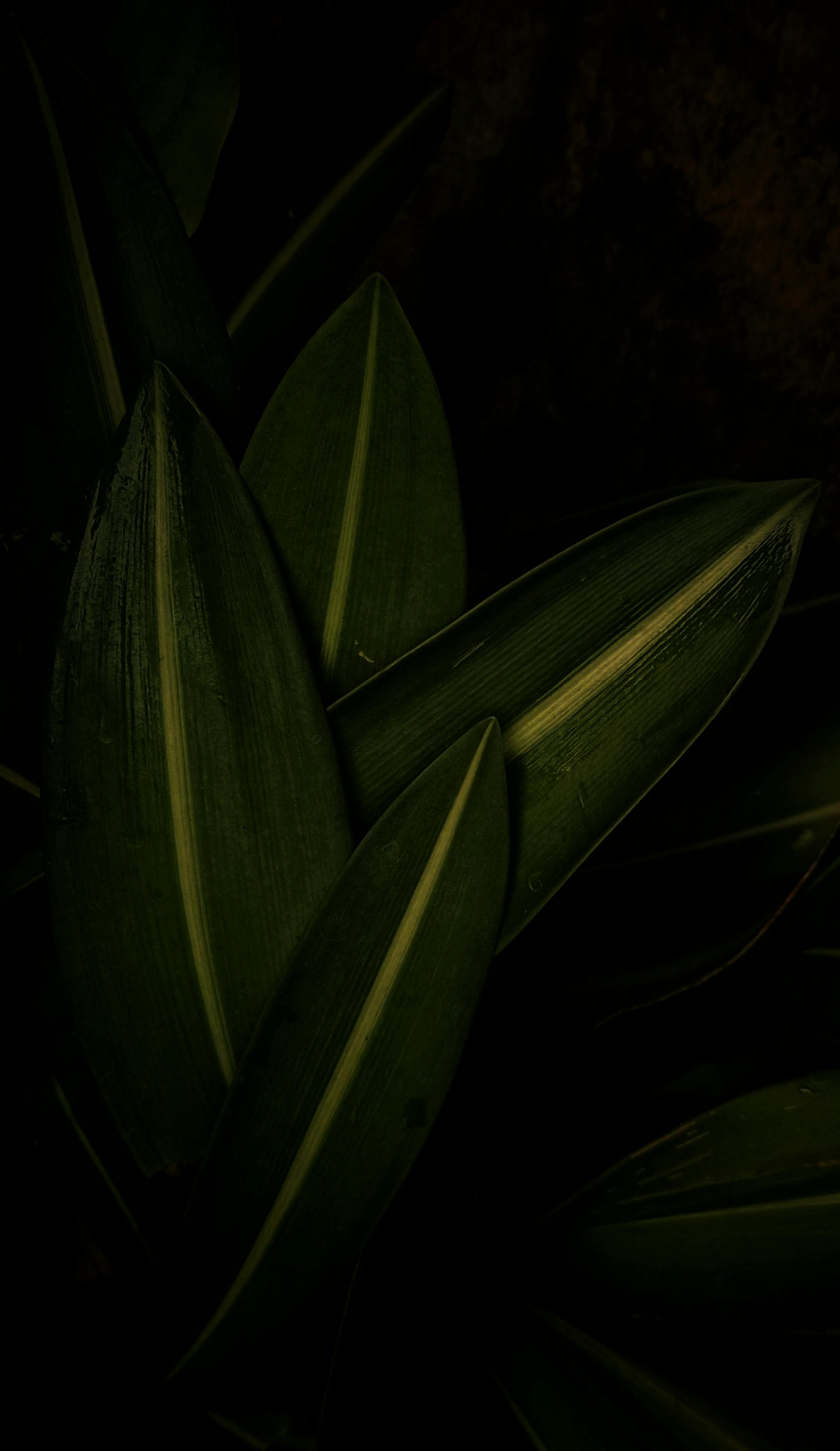 Lá cây, lá, bụi cây, tối, leaves, dark, bush- Gouri Rashly 1