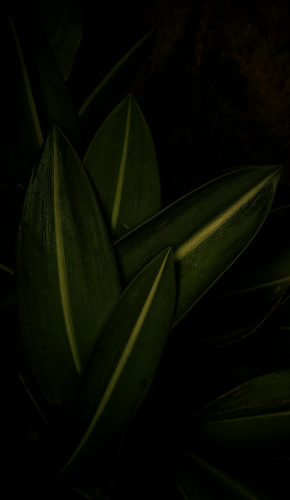 Lá cây, lá, bụi cây, tối, leaves, dark, bush- Gouri Rashly