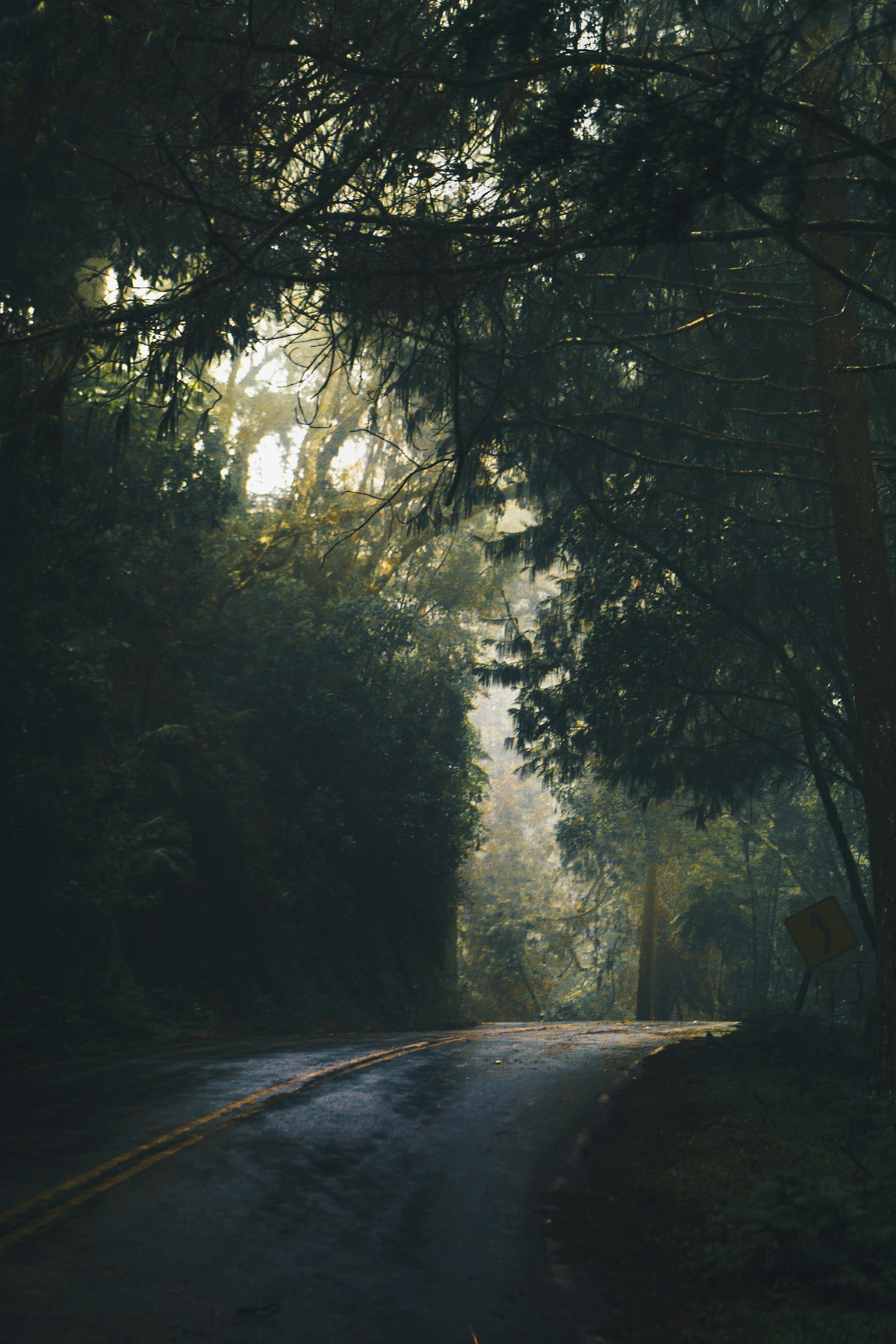 Rừng, rừng cây, cây, u ám, forest, trees, gloomy, dark-Kaique Rocha