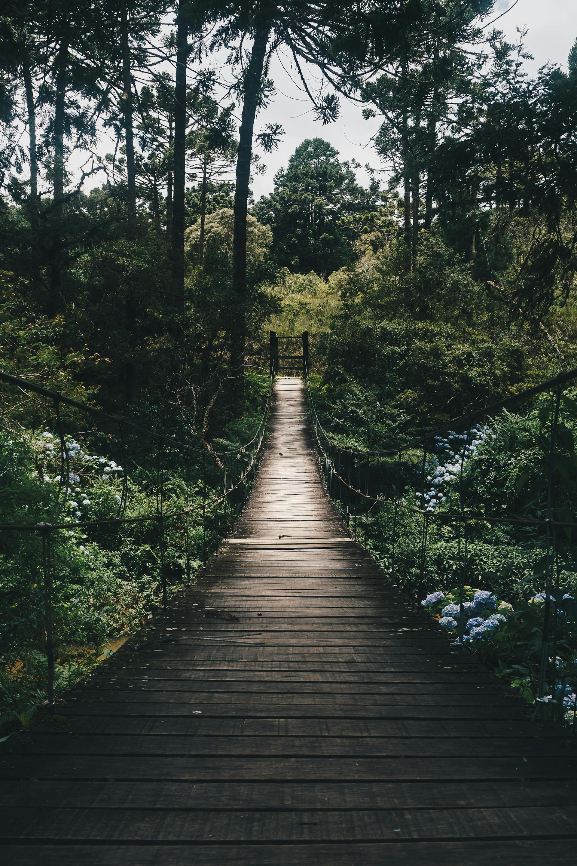 Rừng, rừng cây, cây, u ám, forest, trees, gloomy, dark-Kaique Rocha 1