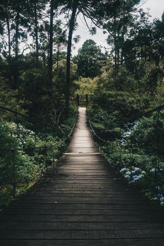 Rừng, rừng cây, cây, u ám, forest, trees, gloomy, dark-Kaique Rocha 1