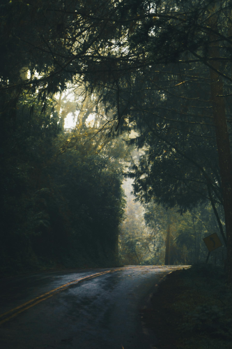 Rừng, rừng cây, cây, u ám, forest, trees, gloomy, dark-Kaique Rocha