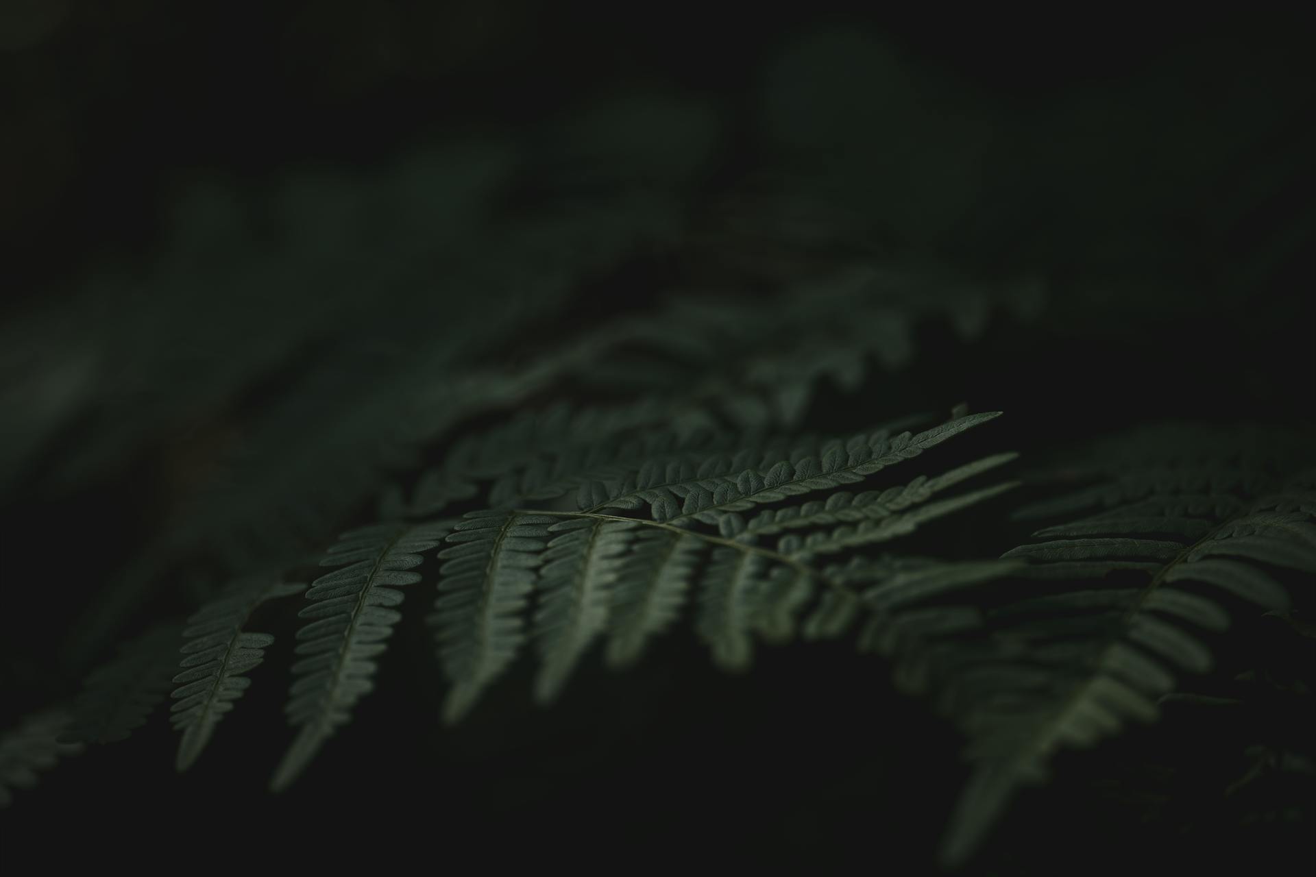 Lá cây, lá, bụi cây, tối, leaves, dark, bush- Lauri Poldre