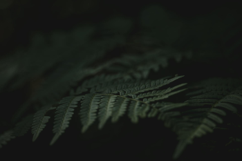Lá cây, lá, bụi cây, tối, leaves, dark, bush- Lauri Poldre