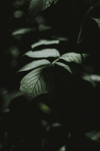 Lá cây, lá, bụi cây, tối, leaves, dark, bush- lil artsy