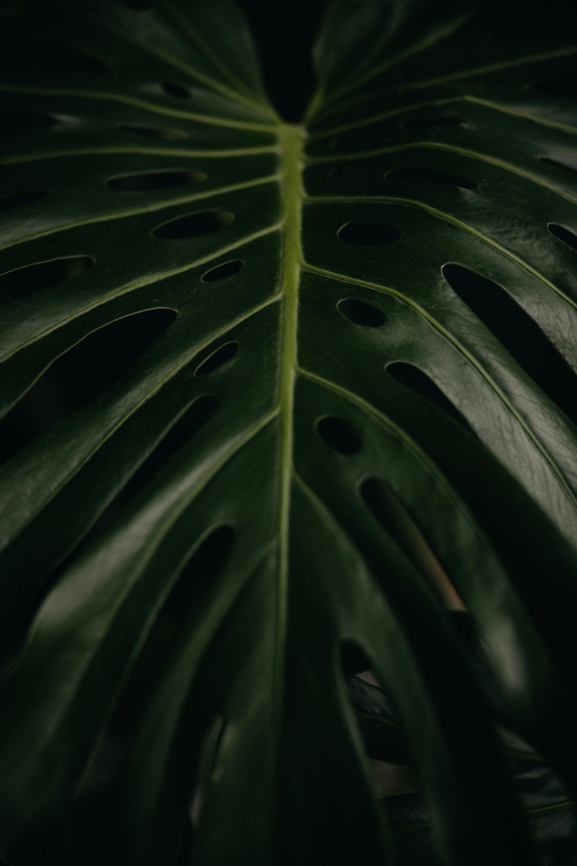 Lá cây, lá, bụi cây, tối, leaves, dark, bush- Lisett Kruusimäe