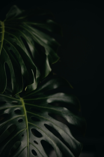 Lá cây, lá, bụi cây, tối, leaves, dark, bush- Lisett Kruusimäe 1