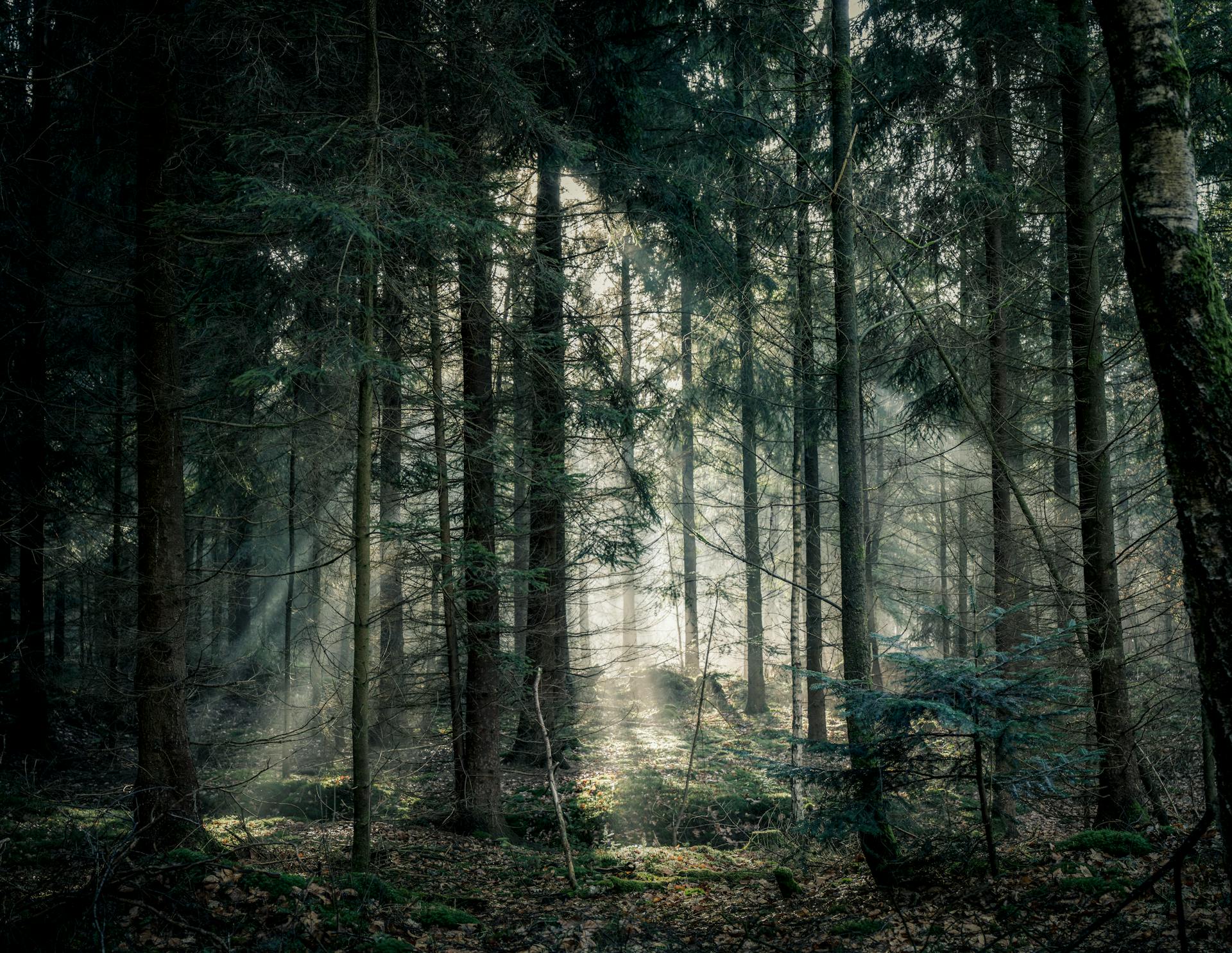 Rừng, rừng cây, cây, u ám, forest, trees, gloomy, dark-Lukas Hartmann