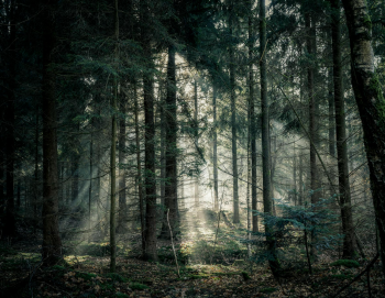 Rừng, rừng cây, cây, u ám, forest, trees, gloomy, dark-Lukas Hartmann