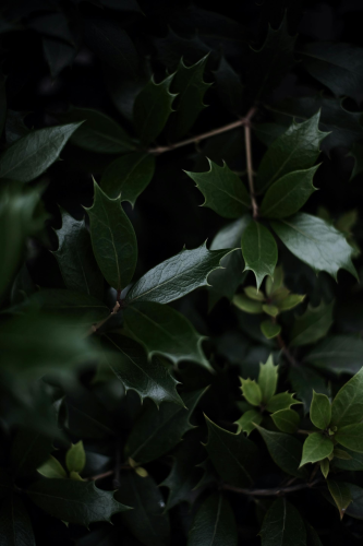 Lá cây, lá, bụi cây, tối, leaves, dark, bush- Mak_ jp