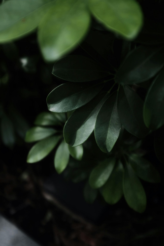 Lá cây, lá, bụi cây, tối, leaves, dark, bush- Mak_ jp 1