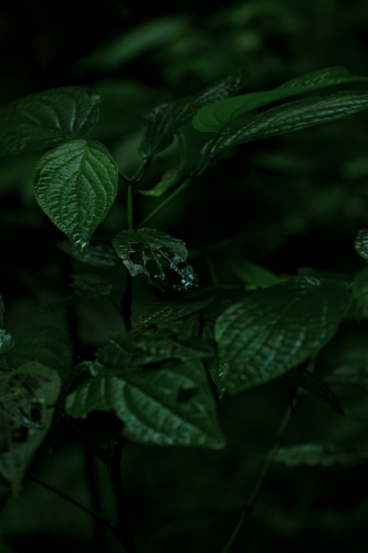 Lá cây, lá, bụi cây, tối, leaves, dark, bush- Marcelo Moreira
