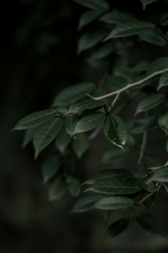 Lá cây, lá, bụi cây, tối, leaves, dark, bush- Melbin Jacob