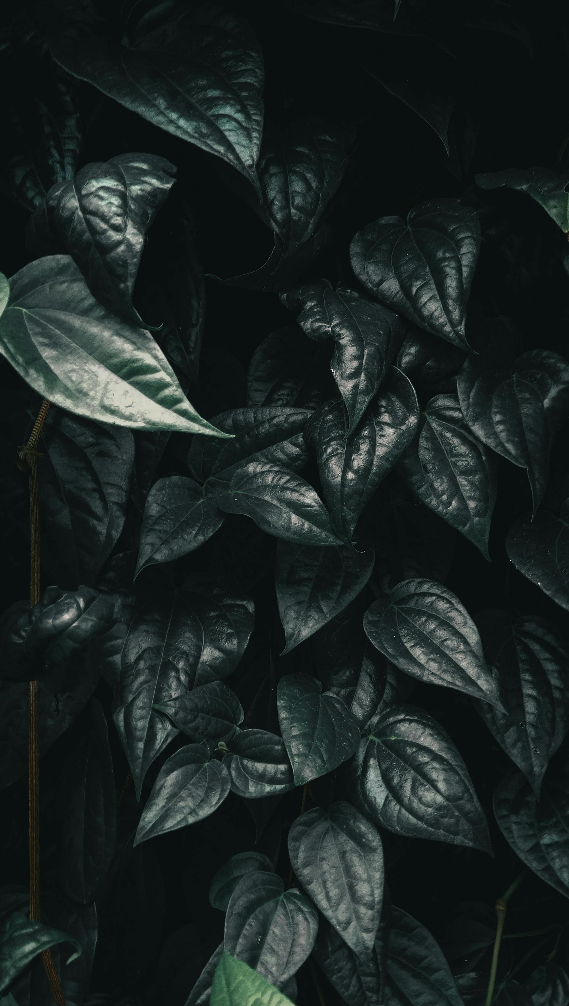 Lá cây, lá, bụi cây, tối, leaves, dark, bush- Mustafa Aqmal Syahputra