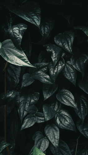 Lá cây, lá, bụi cây, tối, leaves, dark, bush- Mustafa Aqmal Syahputra