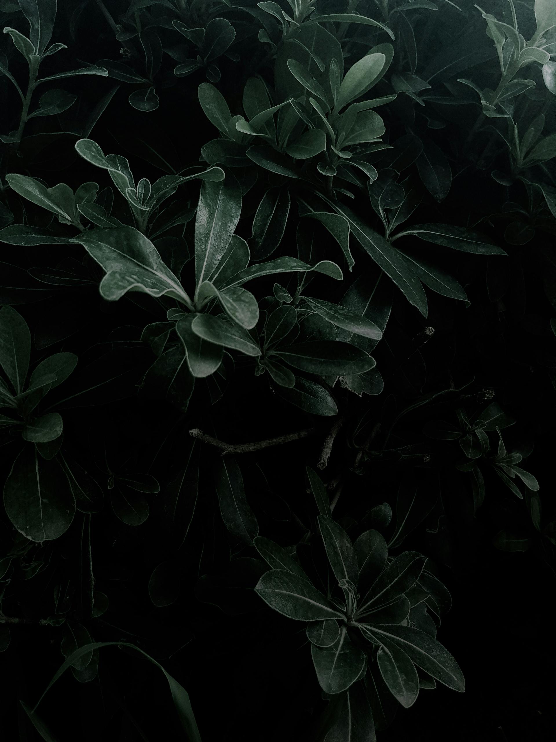 Lá cây, lá, bụi cây, tối, leaves, dark, bush- Mustafa Kılıç