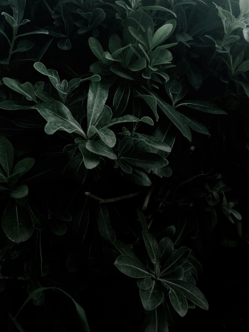 Lá cây, lá, bụi cây, tối, leaves, dark, bush- Mustafa Kılıç