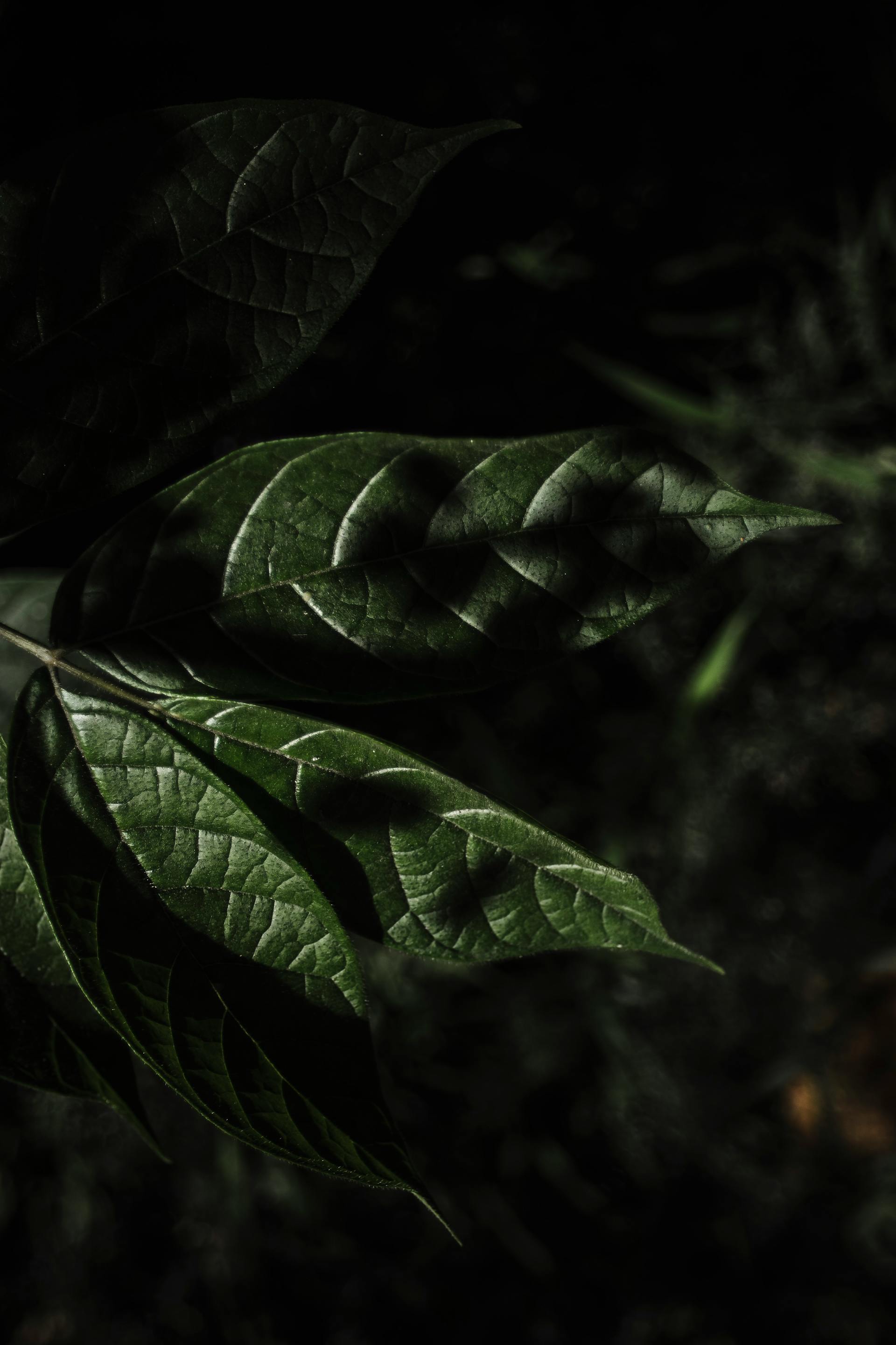 Lá cây, lá, bụi cây, tối, leaves, dark, bush- Nothing Ahead