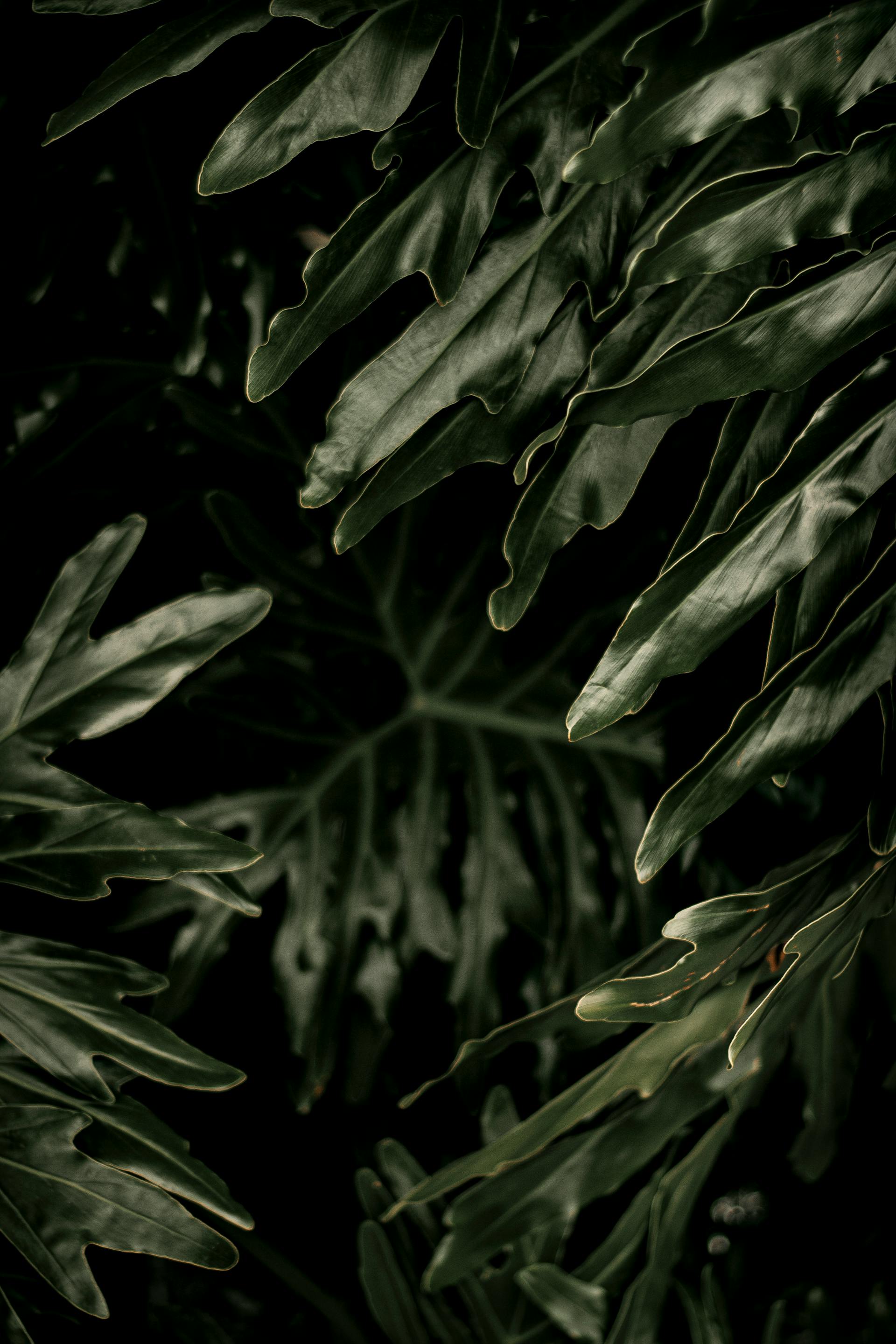 Lá cây, lá, bụi cây, tối, leaves, dark, bush- Nothing Ahead 1
