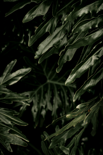 Lá cây, lá, bụi cây, tối, leaves, dark, bush- Nothing Ahead 1