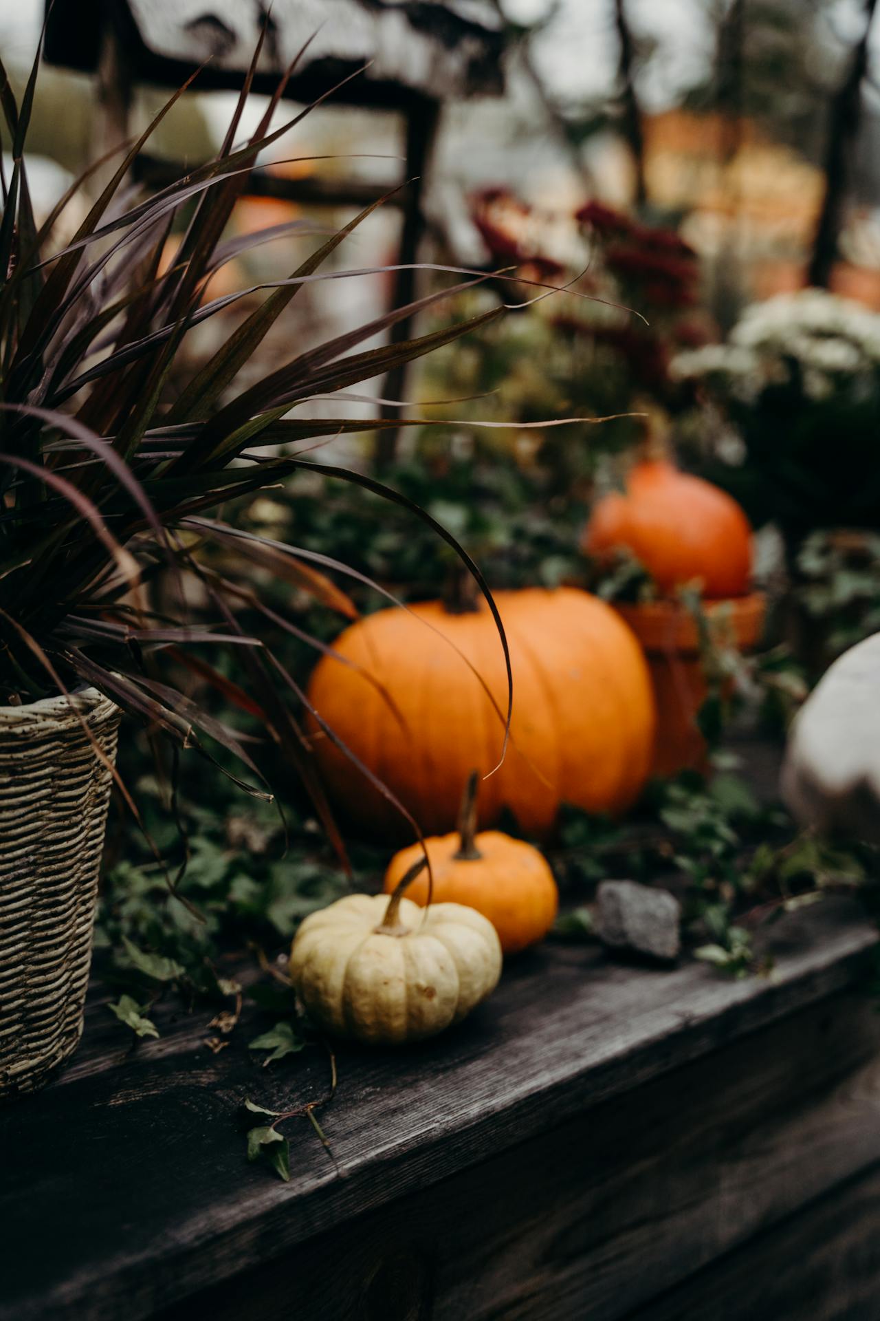 Bí đỏ, halloween, trang trí, không khí halloween, mùa thu, pumpkin, halloween, decoration, halloween atmosphere, autumn - Karola G 9