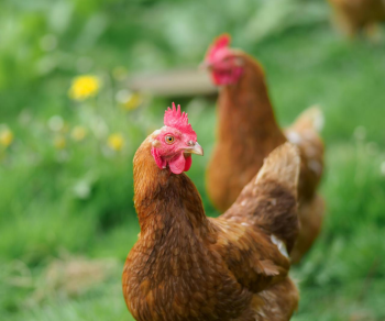 Gia cầm, gà trống, đồng cỏ, mào đỏ, nông trại, poultry, rooster, pasture, red comb, farm  - Samer Daboul 4
