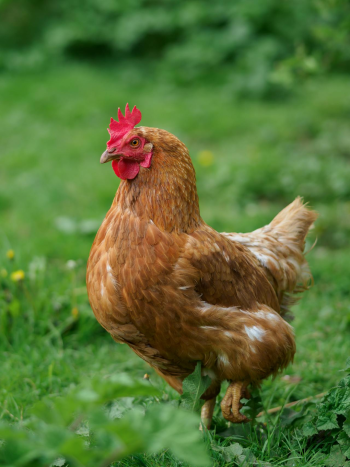 Gia cầm, gà trống, đồng cỏ, mào đỏ, nông trại, poultry, rooster, pasture, red comb, farm  - Samer Daboul 1