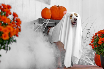 Con chó, hóa trang, hóa trang ma, lễ hội hóa trang, dễ thương, dog, costume, ghost costume, carnival, cute - Impact Dog Crates 8
