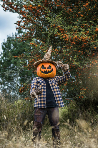 Halloween, hóa trang , kinh dị, hóa trang bí đỏ, bù nhìn, lễ hội hóa trang, costume, horror, pumpkin costume, scarecrow, carnival - Juan Felipe Ramírez 3