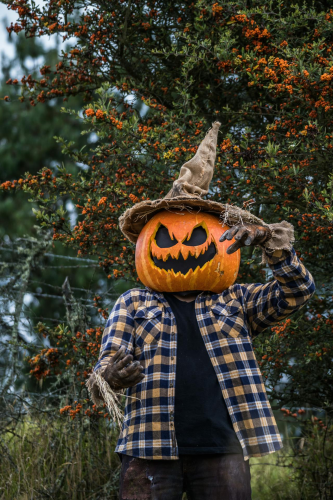 Halloween, hóa trang , kinh dị, hóa trang bí đỏ, bù nhìn, lễ hội hóa trang, costume, horror, pumpkin costume, scarecrow, carnival - Juan Felipe Ramírez 30