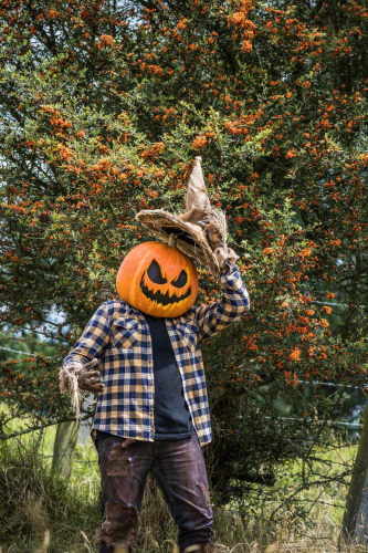 Halloween, hóa trang , kinh dị, hóa trang bí đỏ, bù nhìn, lễ hội hóa trang, costume, horror, pumpkin costume, scarecrow, carnival - Juan Felipe Ramírez 2