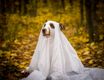Con chó, hóa trang, hóa trang ma, lễ hội hóa trang, dễ thương, dog, costume, ghost costume, carnival, cute - Susan Flores 2