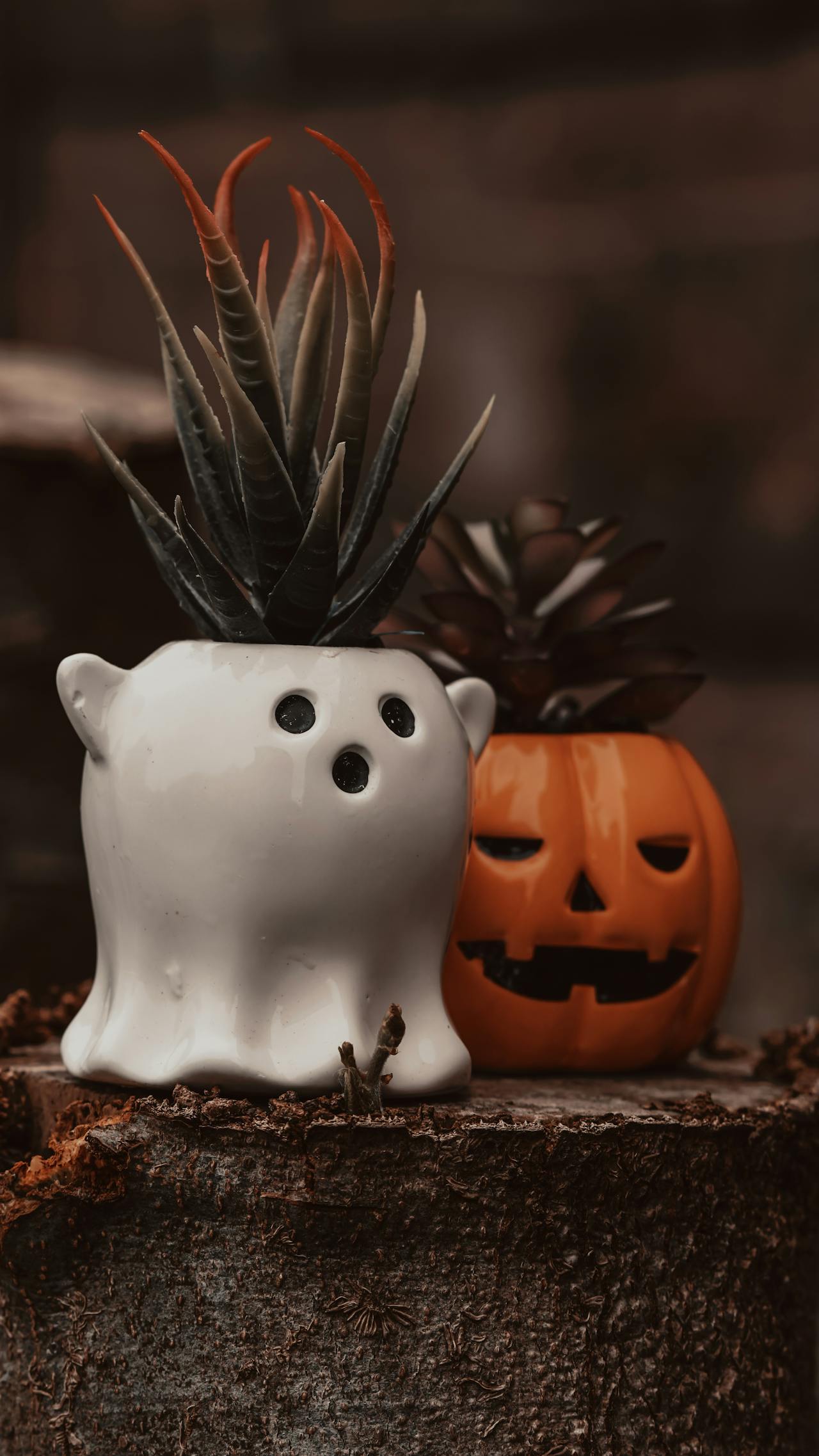 Lễ hội hóa trang, chậu cây, xương rồng, chậu cây bí đỏ, trang trí, halloween, carnival, plant pots, cactus, pumpkin pots, decoration - Nathan J Hilton 1