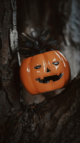 Lễ hội hóa trang, chậu cây, xương rồng, chậu cây bí đỏ, trang trí, halloween, carnival, plant pots, cactus, pumpkin pots, decoration - Nathan J Hilton