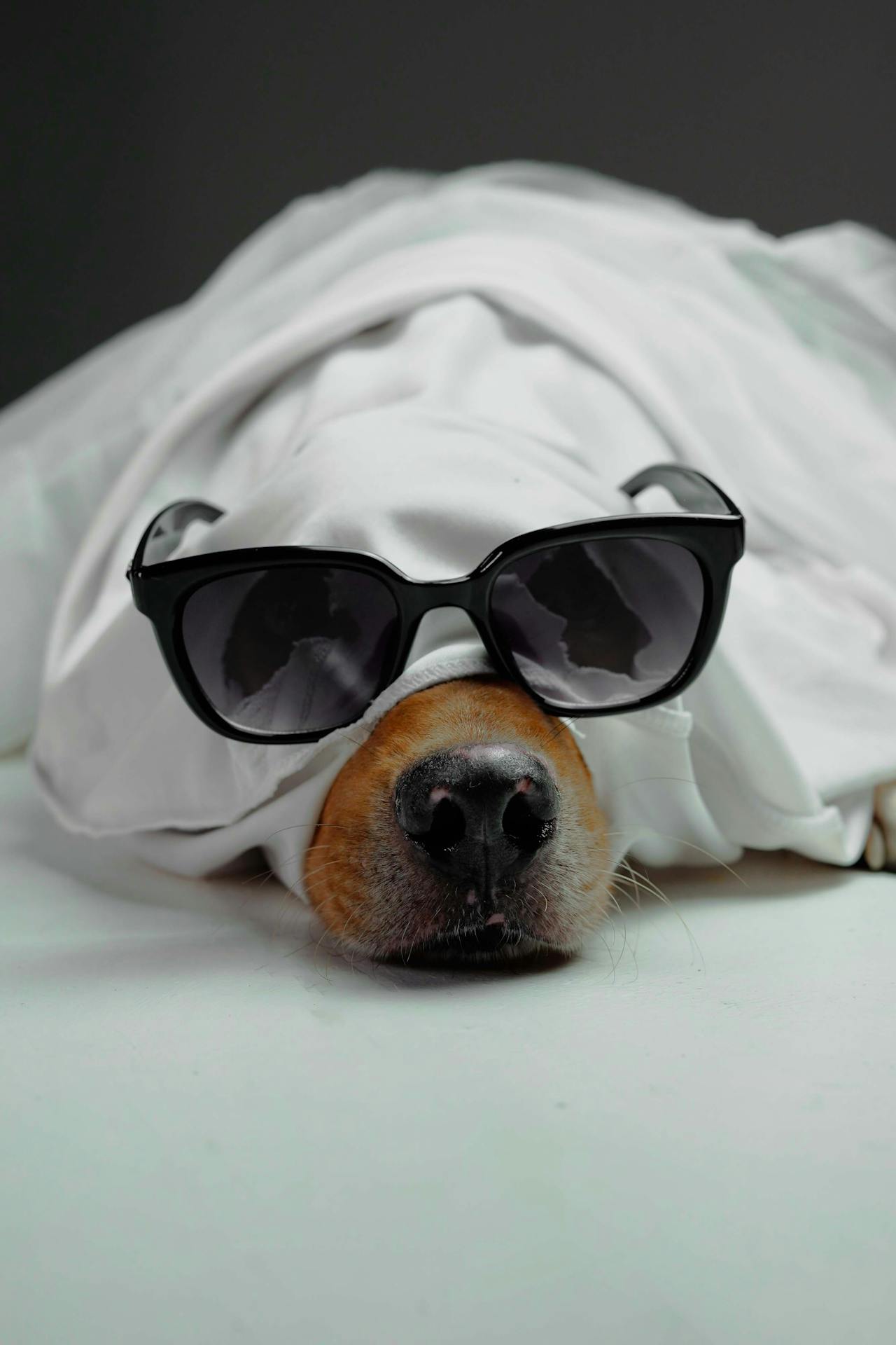 Con chó, hóa trang, hóa trang ma, lễ hội hóa trang, dễ thương, dog, costume, ghost costume, carnival, cute - Impact Dog Crates 2