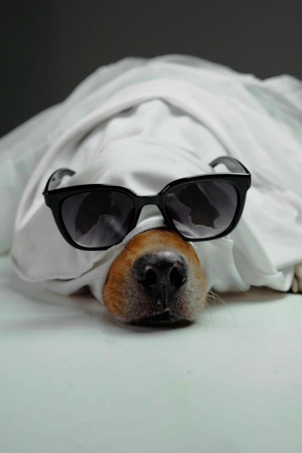 Con chó, hóa trang, hóa trang ma, lễ hội hóa trang, dễ thương, dog, costume, ghost costume, carnival, cute - Impact Dog Crates 2