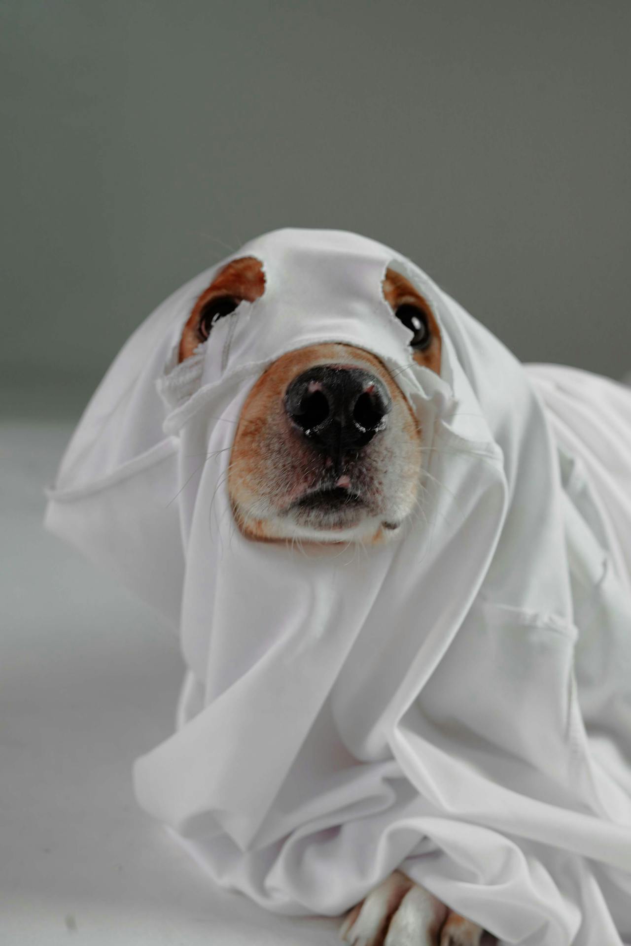 Con chó, hóa trang, hóa trang ma, lễ hội hóa trang, dễ thương, dog, costume, ghost costume, carnival, cute - Impact Dog Crates 4