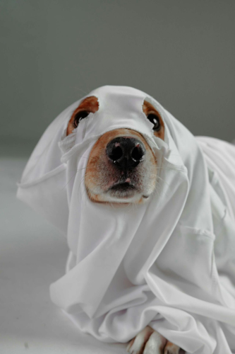 Con chó, hóa trang, hóa trang ma, lễ hội hóa trang, dễ thương, dog, costume, ghost costume, carnival, cute - Impact Dog Crates 4