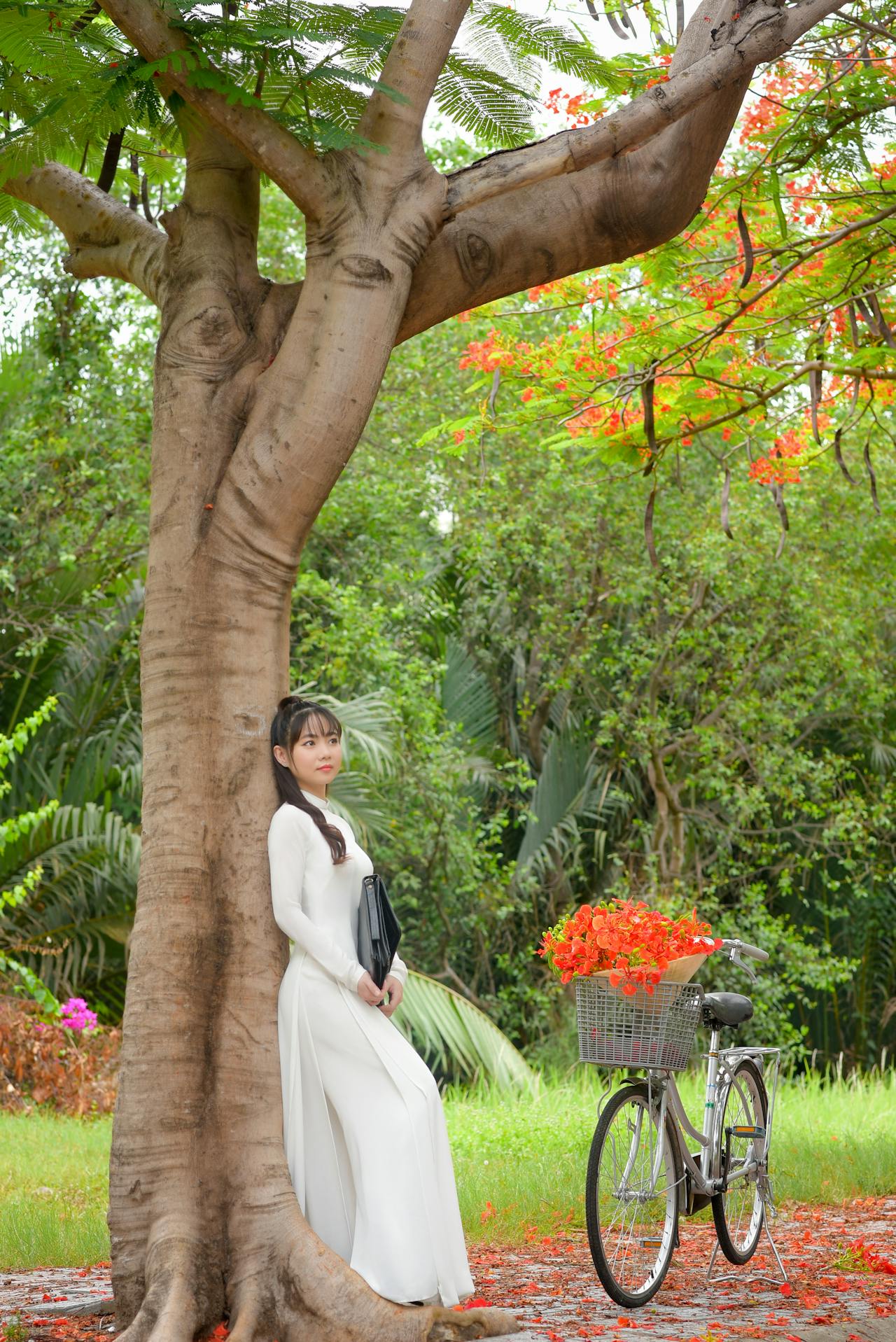 Thiếu nữ, cô gái, áo dài, truyền thống, hoa phượng, young lady, girl, ao dai, tradition, royal poinciana flower- Phát trương 1