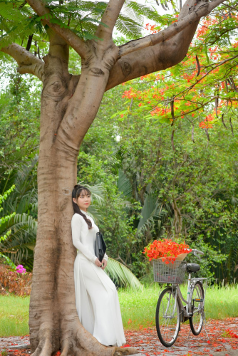Thiếu nữ, cô gái, áo dài, truyền thống, hoa phượng, young lady, girl, ao dai, tradition, royal poinciana flower- Phát trương 1