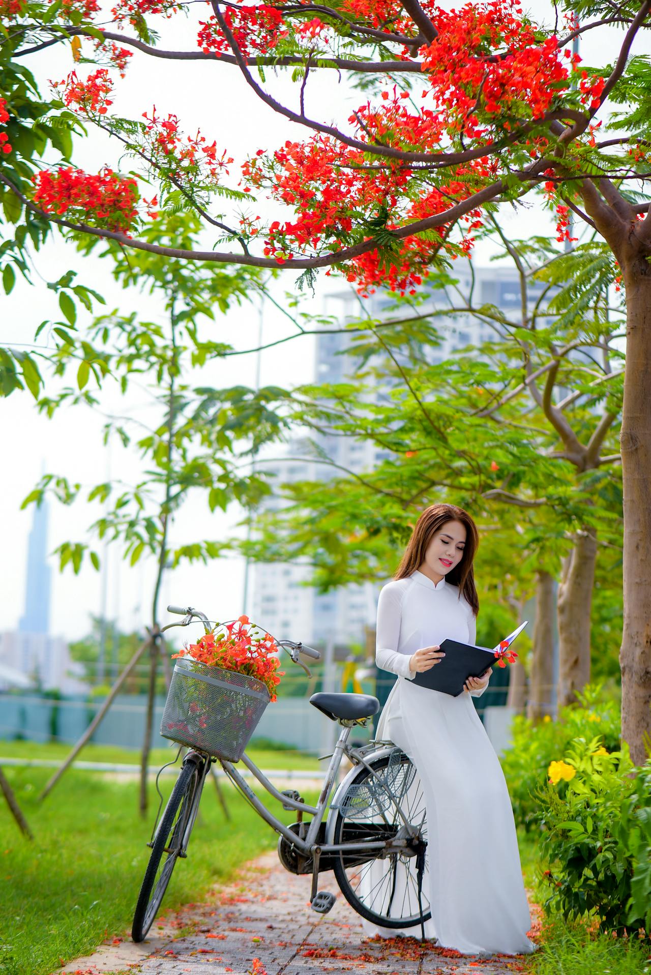 Thiếu nữ, cô gái, áo dài, truyền thống, hoa phượng, young lady, girl, ao dai, tradition, royal poinciana flower - Phát trương 5