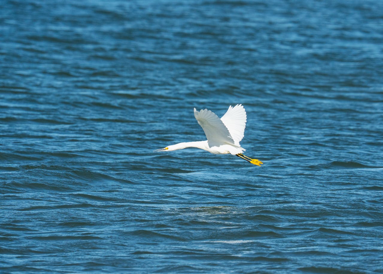 Cò trắng, sải cánh, mặt nước, săn mồi, bay lượn, thiên nhiên, white stork, wingspan, water surface, hunting, flying, nature - Robert So 4