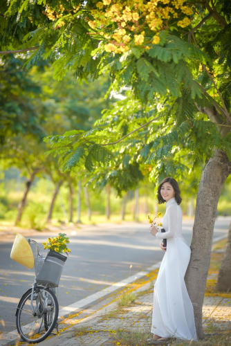 Thiếu nữ, cô gái, áo dài, truyền thống, xe đạp, young lady, girl, ao dai, tradition, bicycle - Phát trương 1