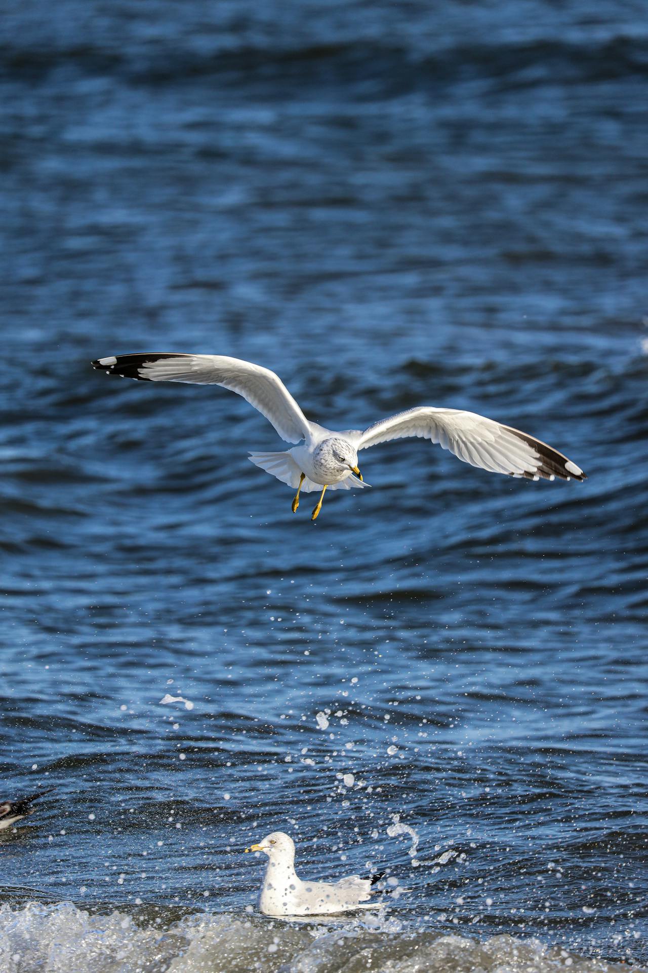 Cò trắng, sải cánh, mặt nước, săn mồi, bay lượn, thiên nhiên, white stork, wingspan, water surface, hunting, flying, nature - Robert So 6