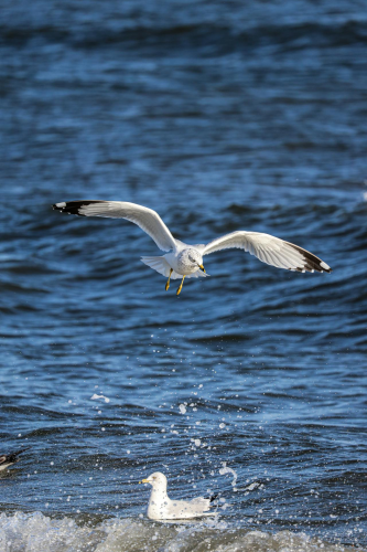 Cò trắng, sải cánh, mặt nước, săn mồi, bay lượn, thiên nhiên, white stork, wingspan, water surface, hunting, flying, nature - Robert So 6