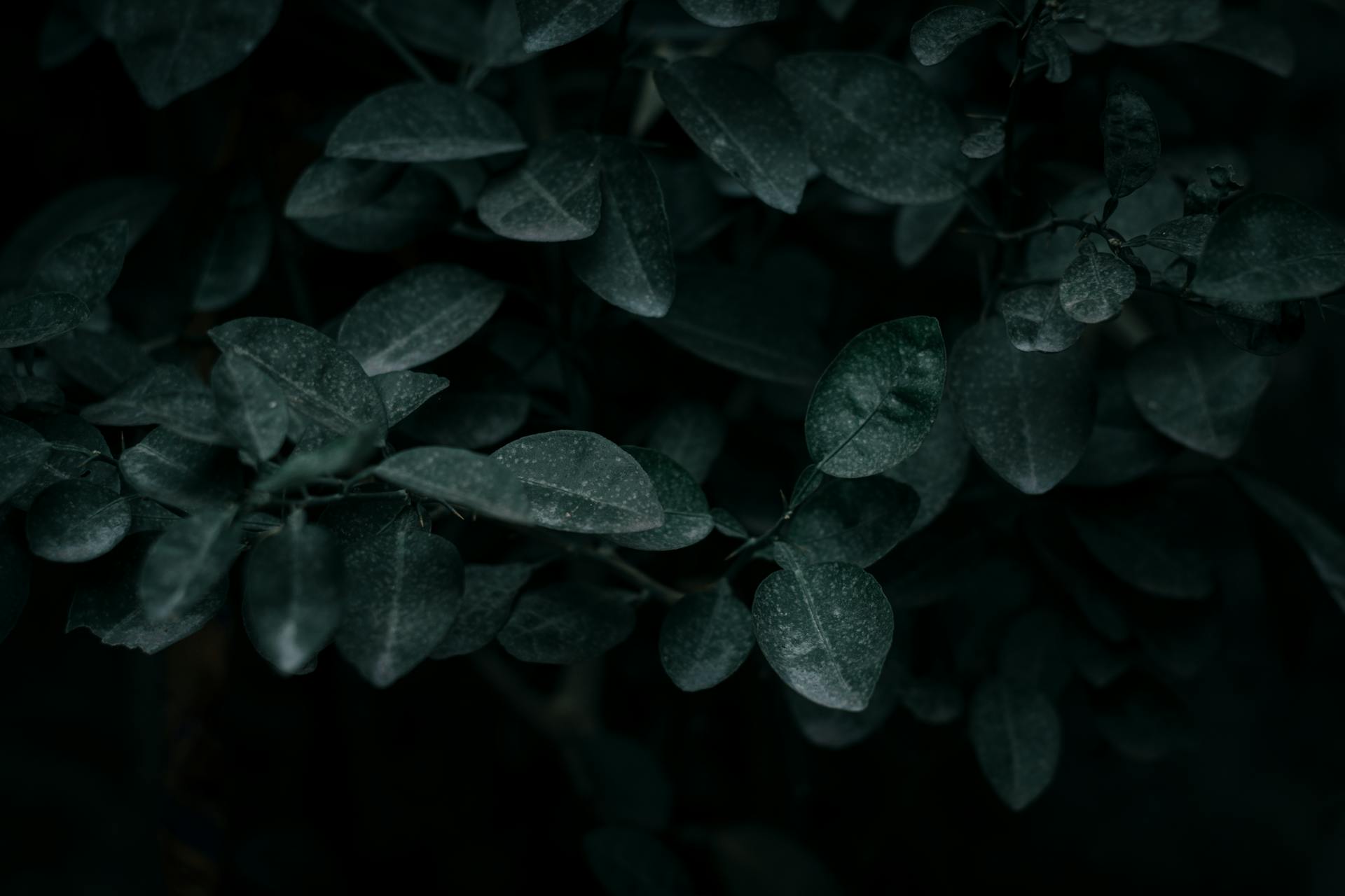 Lá cây, lá, bụi cây, tối, leaves, dark, bush-pratik prasad